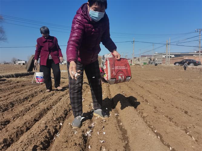 大蒜种植视频技术要点有哪些？-图1