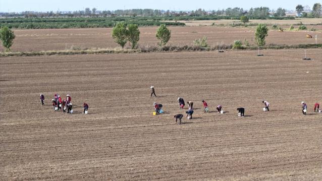 大蒜种植视频技术要点有哪些？-图3