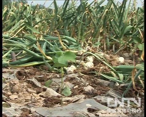 大蒜种植视频技术要点有哪些？-图2