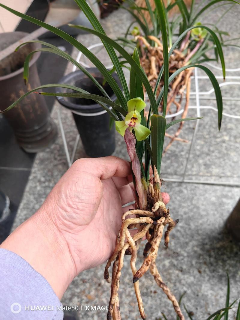 北方养兰花，哪些品种更合适？-图1