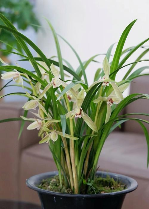 北方养兰花，哪些品种更合适？-图3