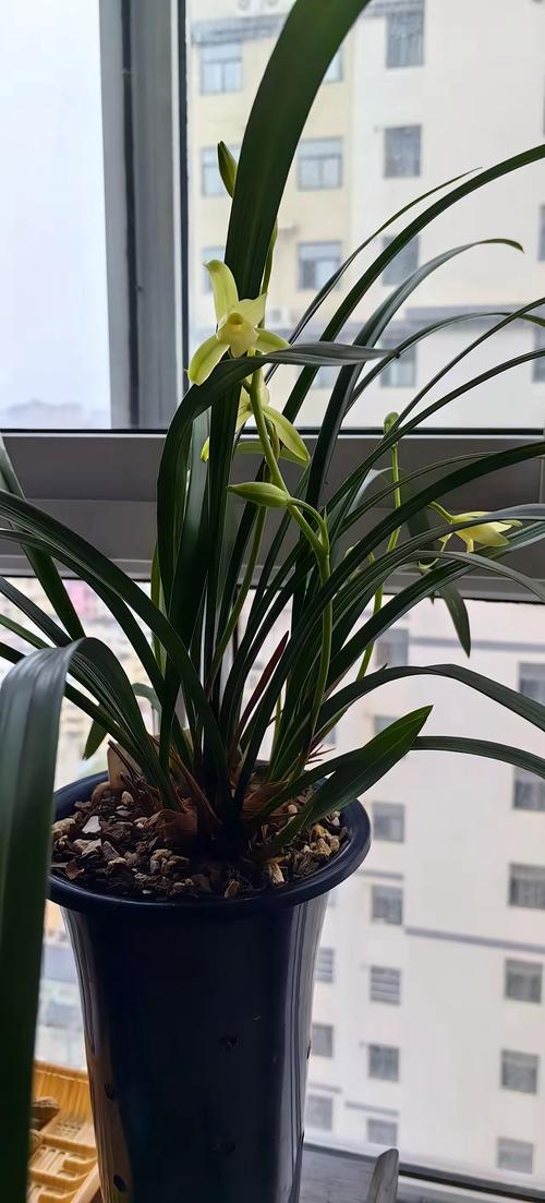 北方养兰花，哪些品种更合适？-图2