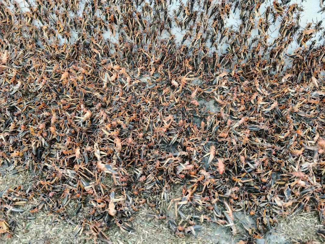 广西哪里能学到蝗虫养殖技术？-图2