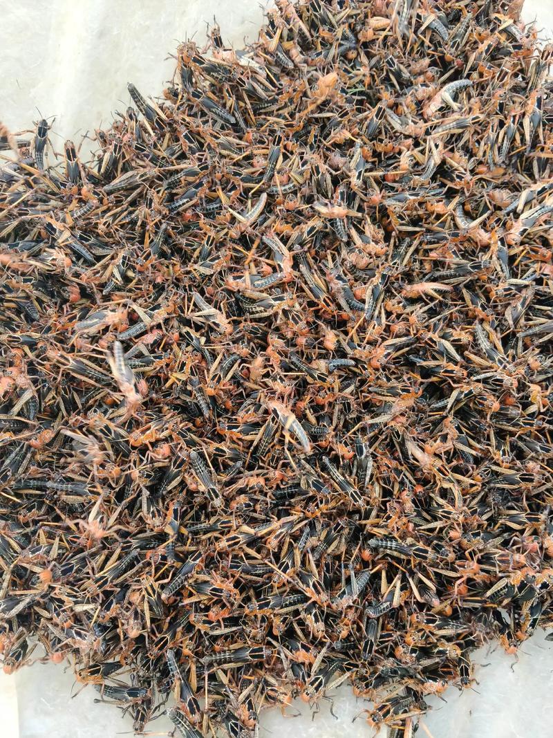 广西哪里能学到蝗虫养殖技术？-图1