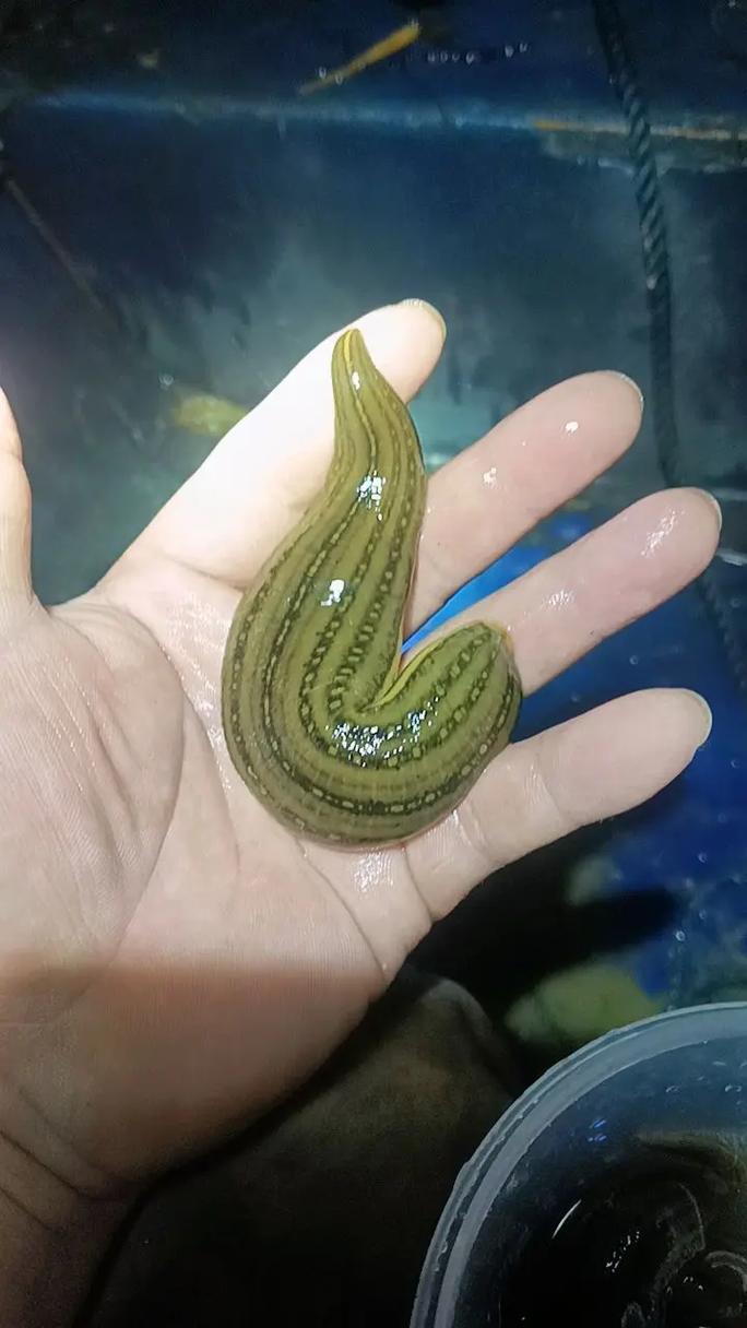 水蛭品种到底有多少？附图能数清吗？-图1