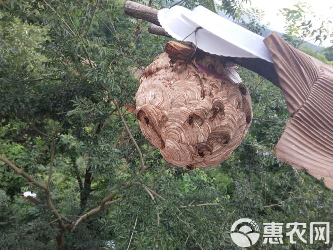湖南哪里能学到马蜂养殖技术？-图2