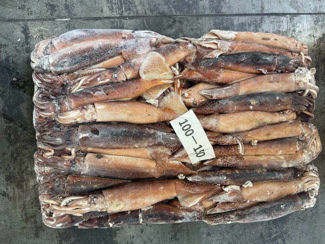 2025年阿根廷鱿鱼价格会涨还是跌？-图1