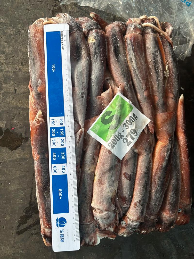 2025年阿根廷鱿鱼价格会涨还是跌？-图3