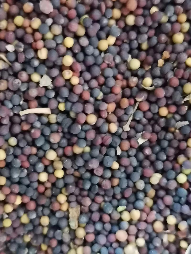 2025湖北油菜籽价格会涨还是跌？-图3