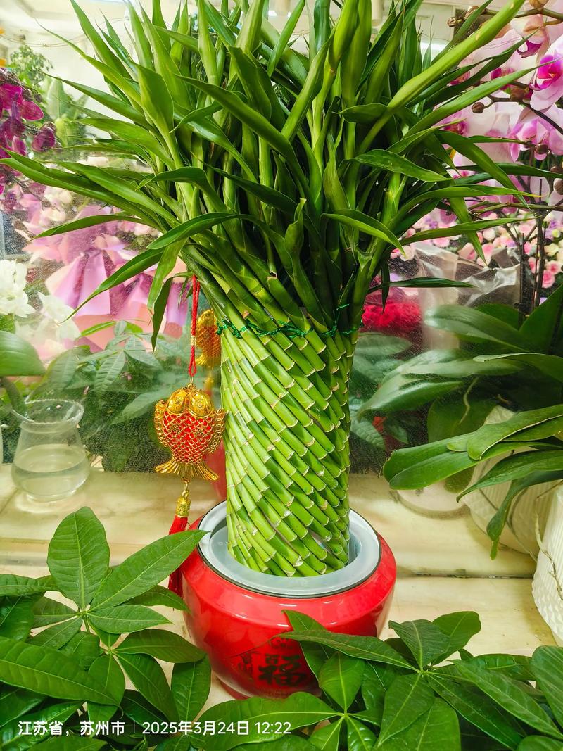 富贵竹品种有哪些？看图识花全在这！-图1