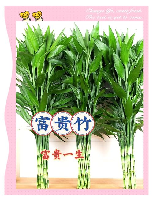 富贵竹品种有哪些？看图识花全在这！-图3