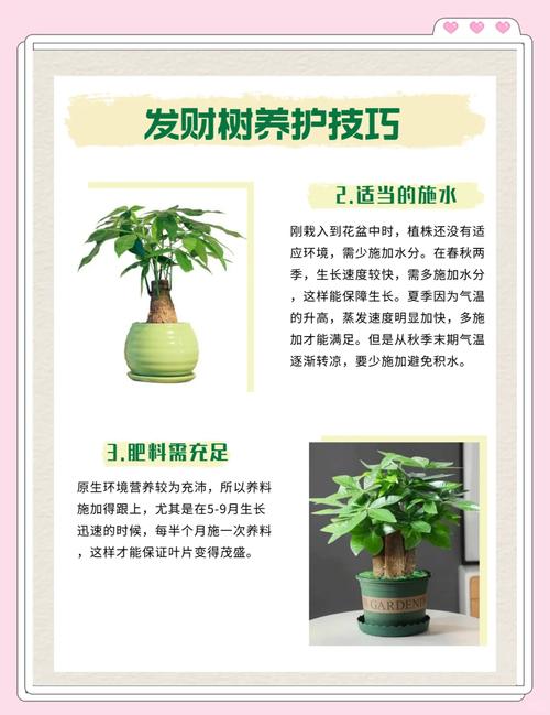 冬季招财树怎么养才旺财？-图1