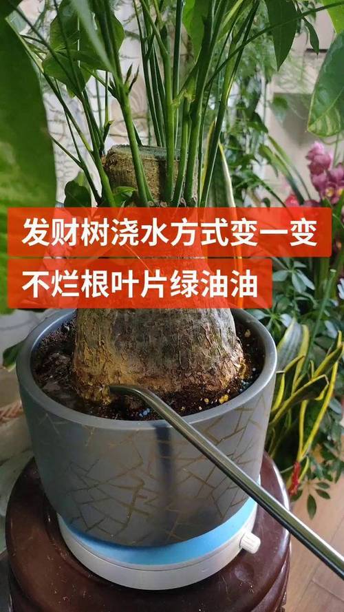 冬季招财树怎么养才旺财？-图3