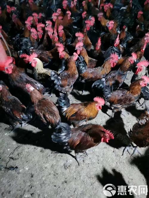 陕西土鸡好品种有哪些？-图1