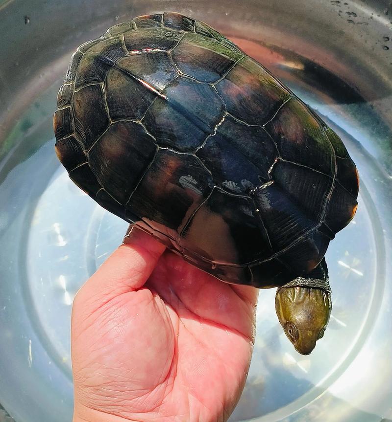 黄喉龟2025价格会涨还是跌?-图1 黄喉龟2025价格会涨还是跌?-图1