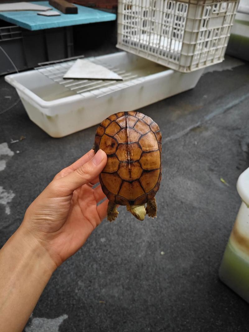 黄喉龟2025价格会涨还是跌?-图3 黄喉龟2025价格会涨还是跌?-图3