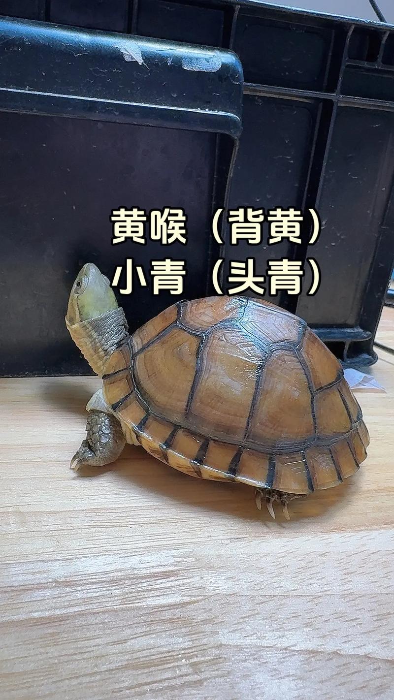 黄喉龟2025价格会涨还是跌?-图2 黄喉龟2025价格会涨还是跌?-图2