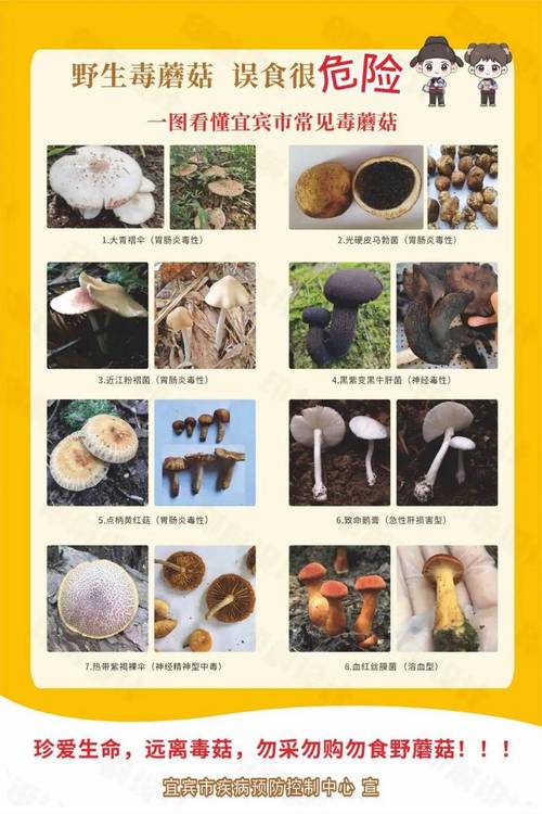 毒蘑菇品种大全图片名称如何辨别有毒？-图2