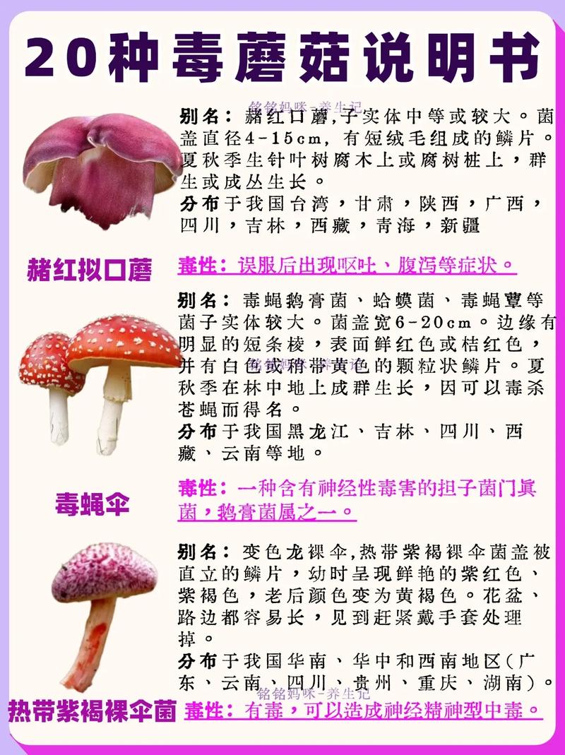 毒蘑菇品种大全图片名称如何辨别有毒？-图1