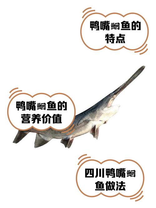 什么品种鸭嘴鱼游动性强？-图1