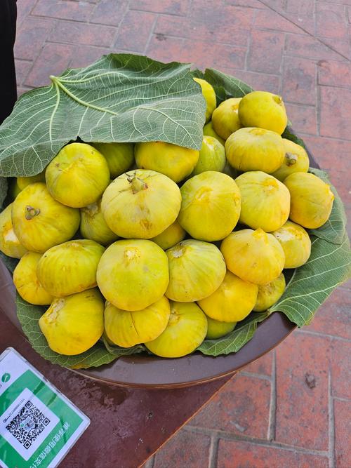 耐涝耐寒的无花果品种有哪些？-图2