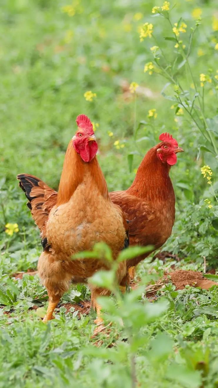 乡下养的土鸡是什么品种-图2