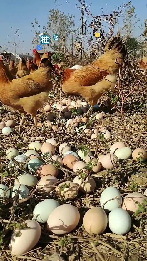 乡下养的土鸡是什么品种-图1 乡下养的土鸡是什么品种-图1