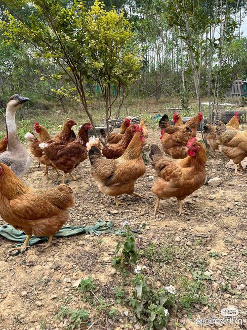 乡下养的土鸡是什么品种-图3