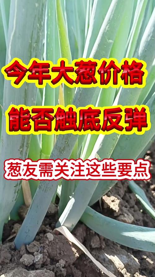 大韩继大葱价格走势预测-图3