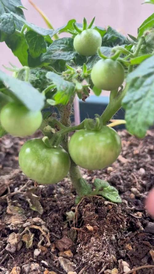 大西红柿种植技术视频，关键点在哪？-图3