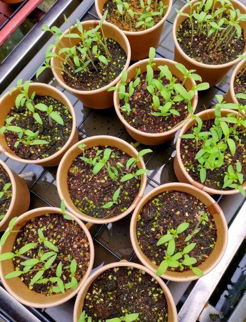 大西红柿种植技术视频，关键点在哪？-图1