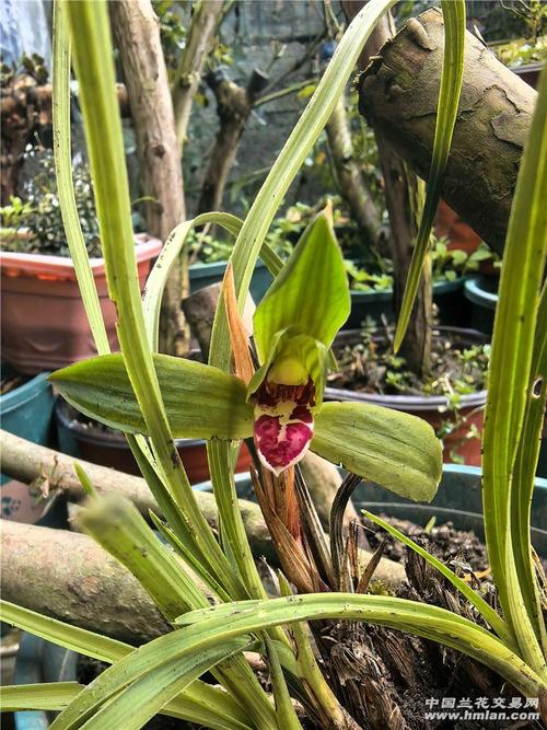 最耐寒蕙兰品种有哪些？-图3