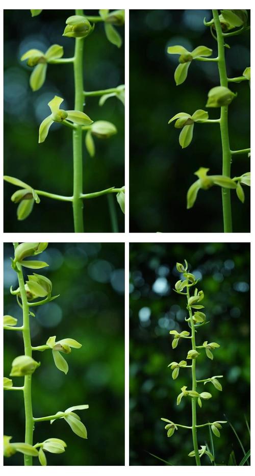 最耐寒蕙兰品种有哪些？-图1