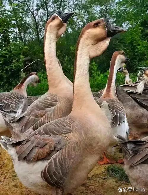 中国最大鹅品种是啥？-图3