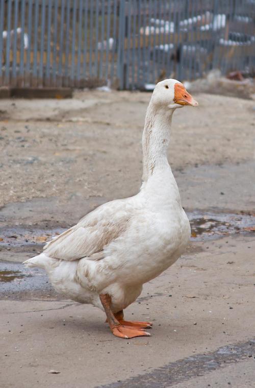 中国最大鹅品种是啥？-图1
