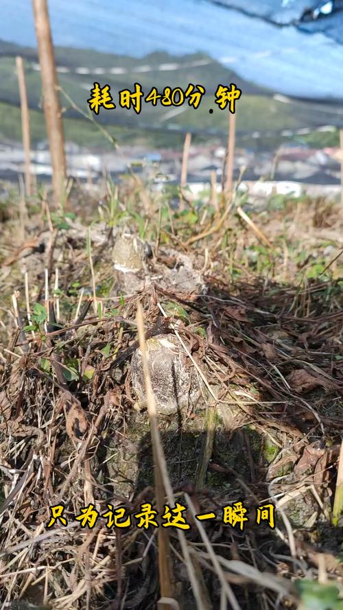 竹荪菇大田种植技术视频-图2
