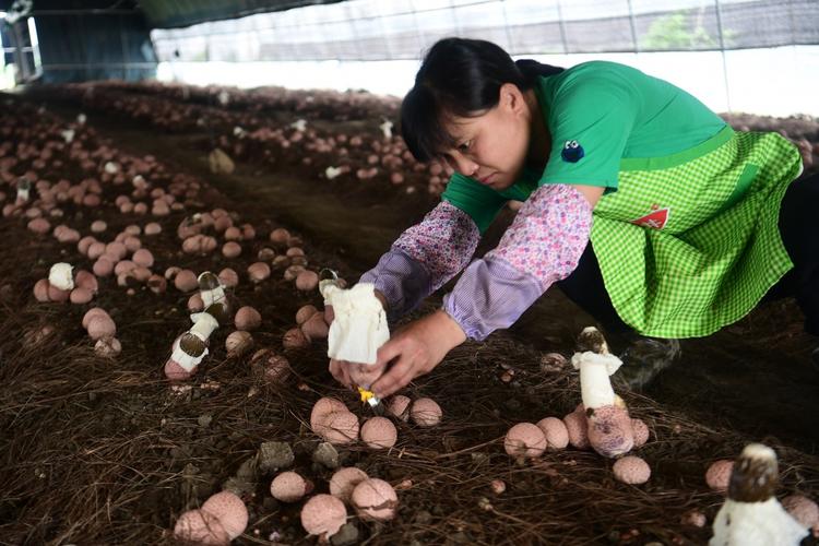 竹荪菇大田种植技术视频-图1
