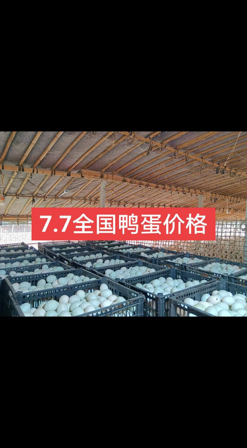 2025年9月鸭蛋价格会涨还是跌？-图2