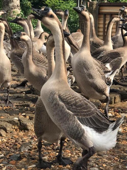 鹅有哪些品种？图片怎么区分？-图3