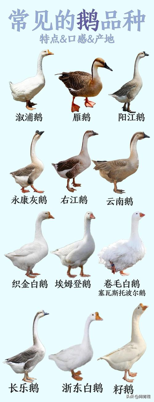 鹅有哪些品种？图片怎么区分？-图2