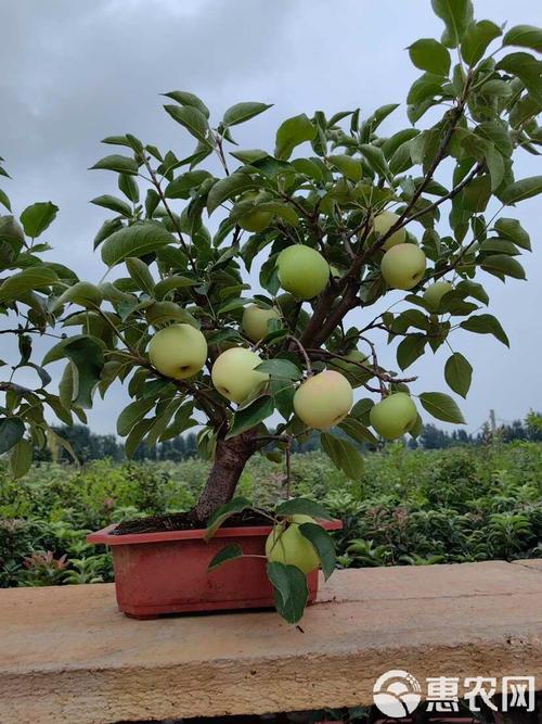 盆景苹果栽培视频教啥关键技术？-图2