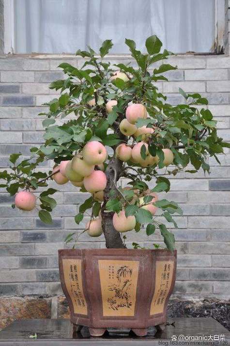 盆景苹果栽培视频教啥关键技术？-图1