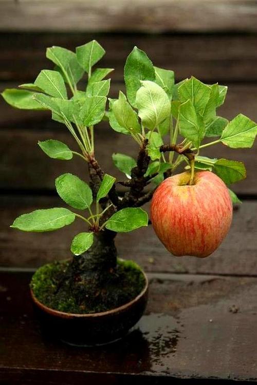 盆景苹果栽培视频教啥关键技术？-图3