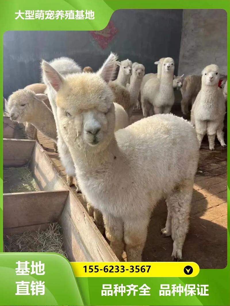 广西养羊选什么品种最合适？-图2