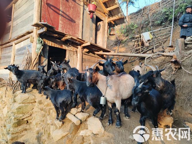 广西养羊选什么品种最合适?-图1 广西养羊选什么品种最合适?-图1