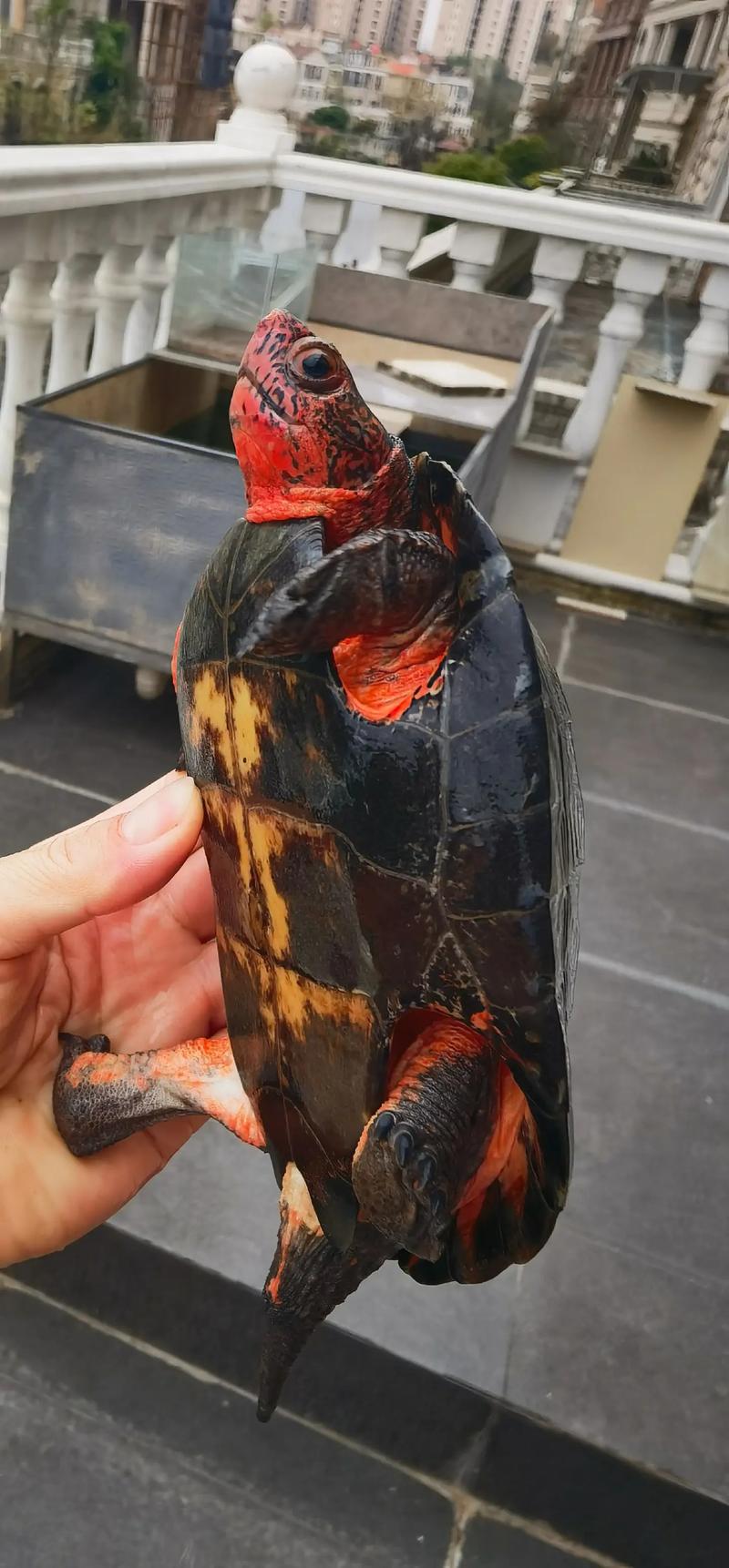 黑颈龟2025价格图片？真实行情如何？-图2