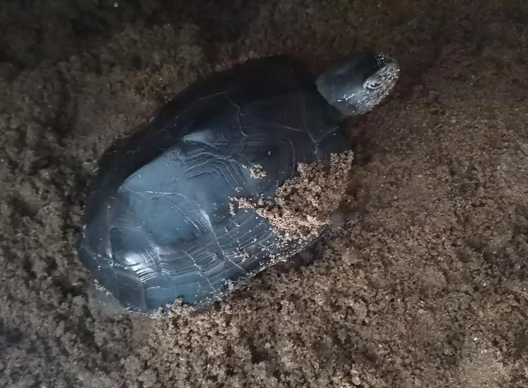 黑颈龟2025价格图片？真实行情如何？-图3