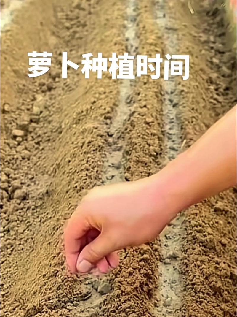 湖南白萝卜高产种植技术有哪些关键点？-图1