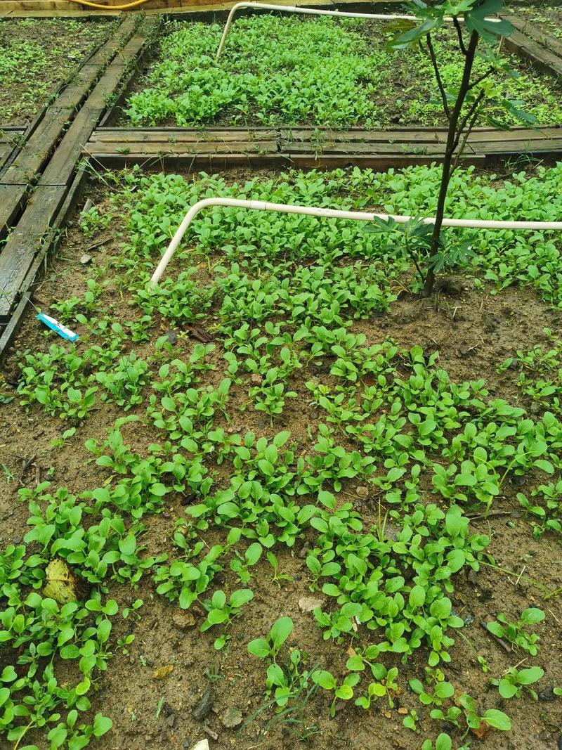 湖南白萝卜高产种植技术有哪些关键点？-图3