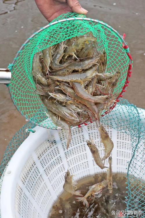 2025禄泰虾苗品种有哪些？优缺点是什么？-图3